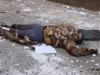 الحديدة : مقتل شاب وإصابة أخر أثناء تفريق أفراد أمن بيت الفقيه لمحتجين طالبوا الأفراج عن محتجزين
